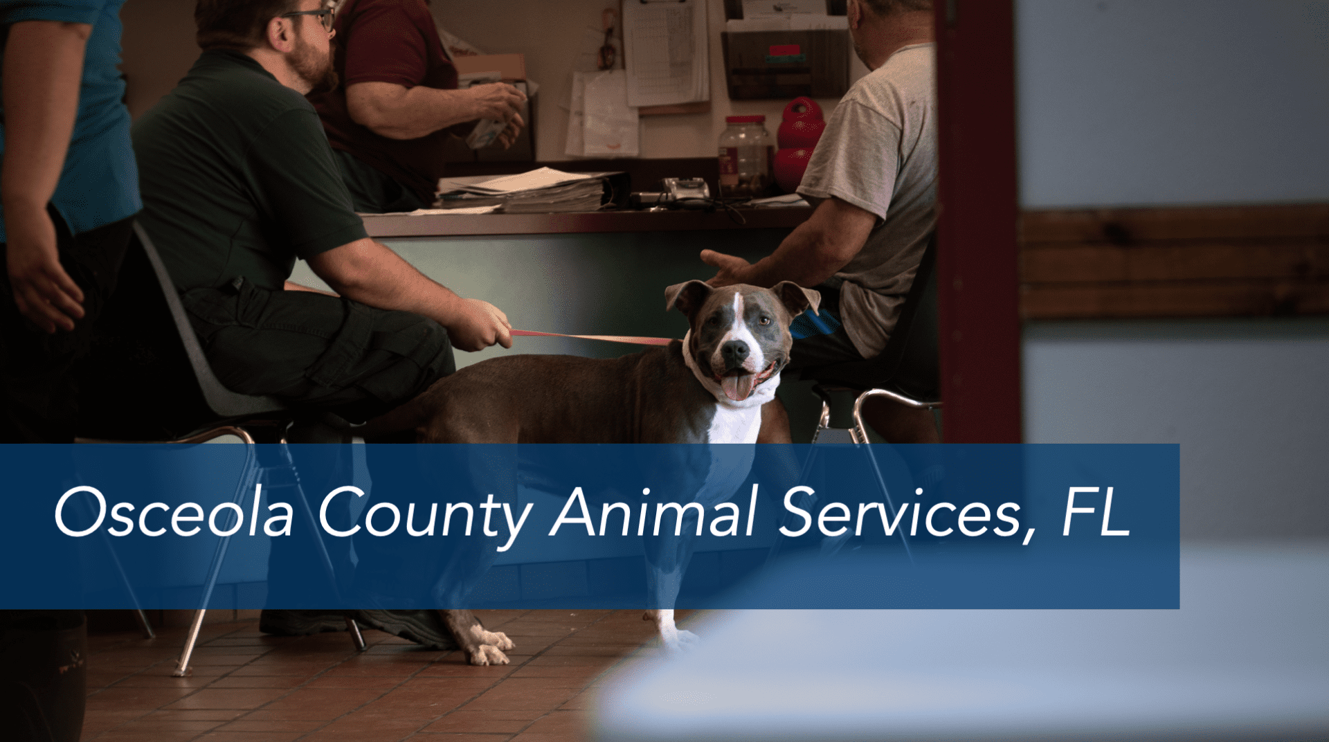Pet Matters – Docupet Helps Animal Services Reunite Pets with Families