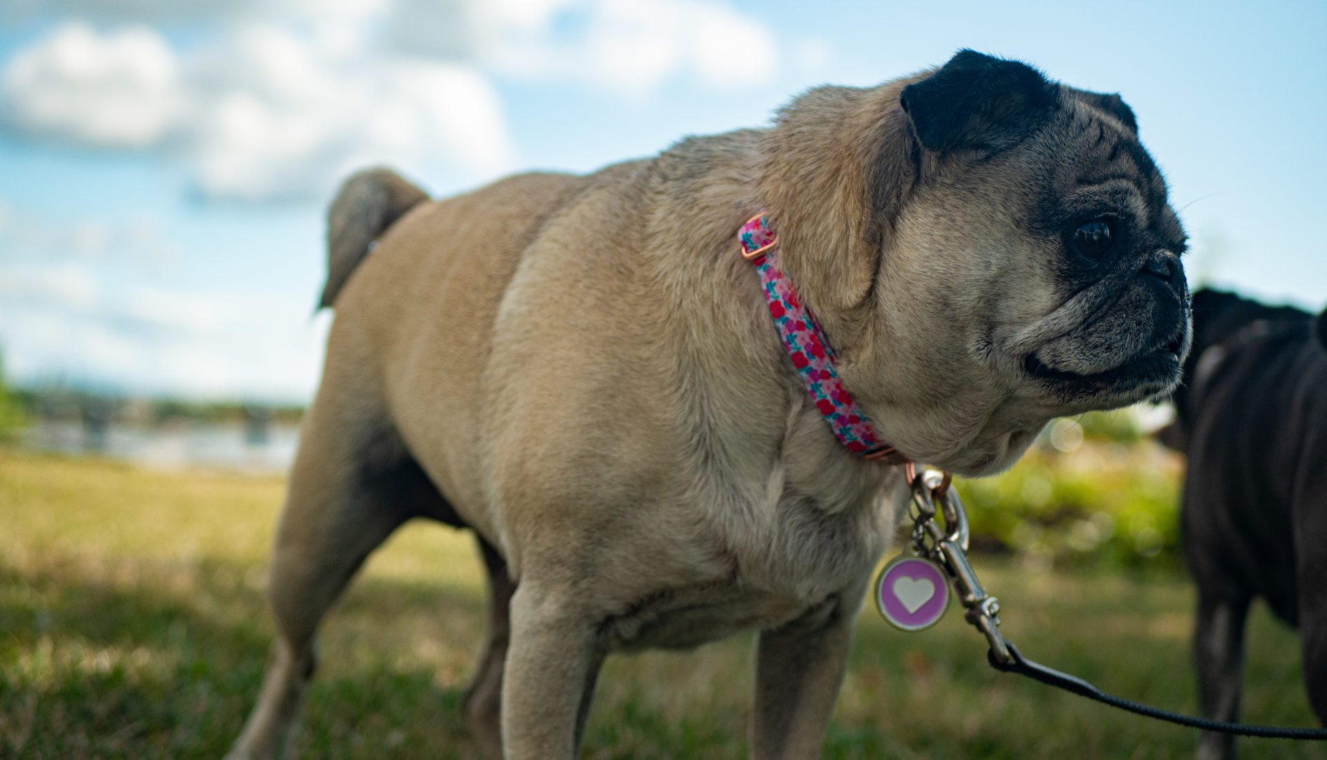 Does your pet licensing system work for ACOs?