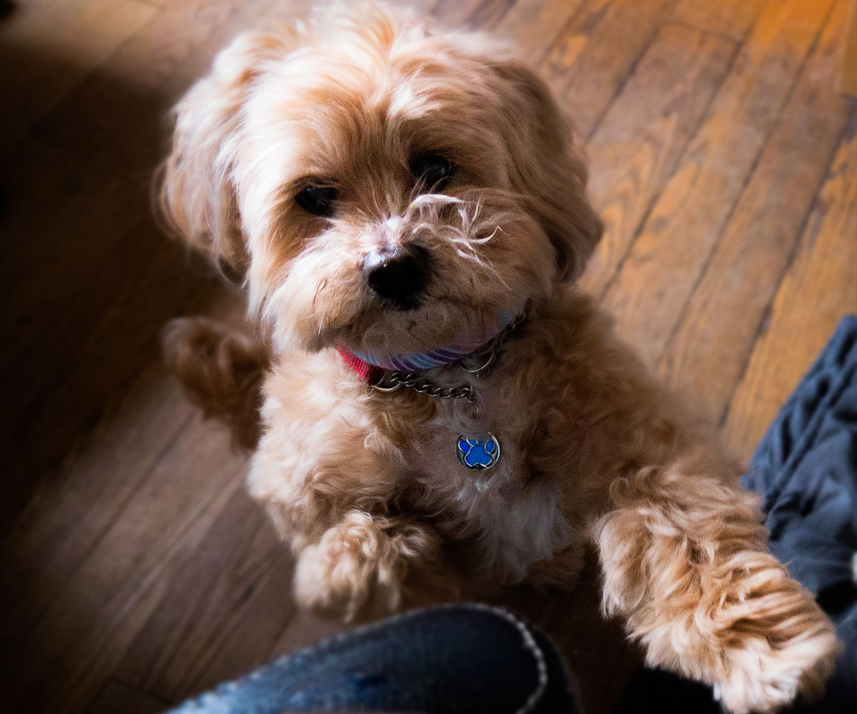 How a Brand Can Impact Pet Licensing