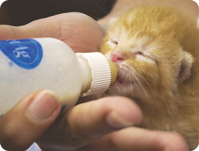 Nursing Cat