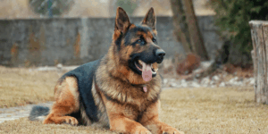 German Shepherd laying on ground with Pet tag - DocuPet