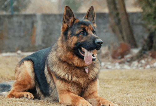 German Shepherd laying on ground with Pet tag - DocuPet