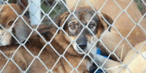 Dog in Animal Shelter - DocuPet