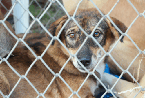 Dog in Animal Shelter - DocuPet