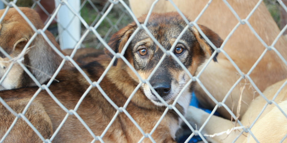 Free Pet Safety Infrastructure: How NPRS and HomeSafe® Are Revolutionizing Pet Reunification