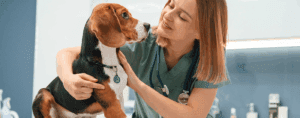 Vet Taking Care of Dog with Pet Tag - DocuPet