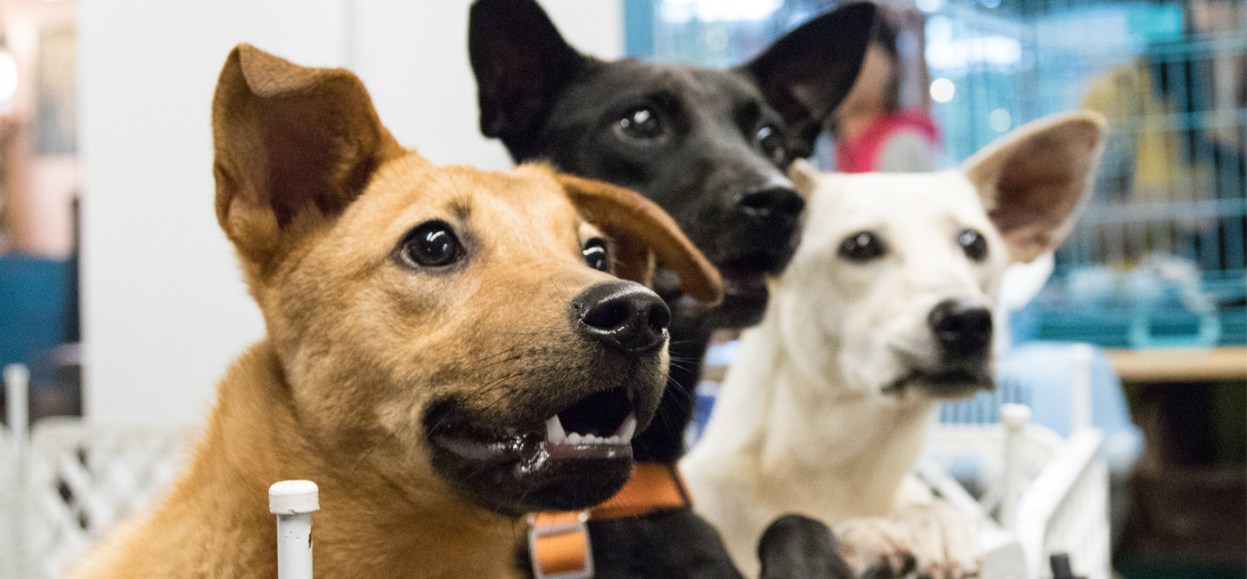 Hidden cost of Unlicensed Pets - Partnerships DocuPet