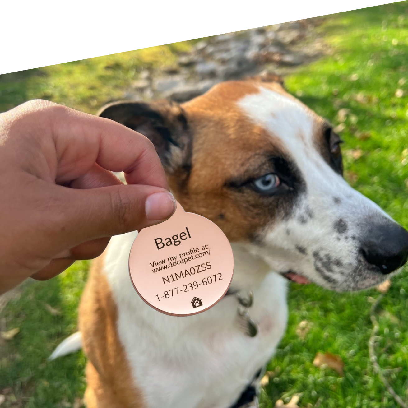 A Comprehensive Lost Pet Reunification Solution