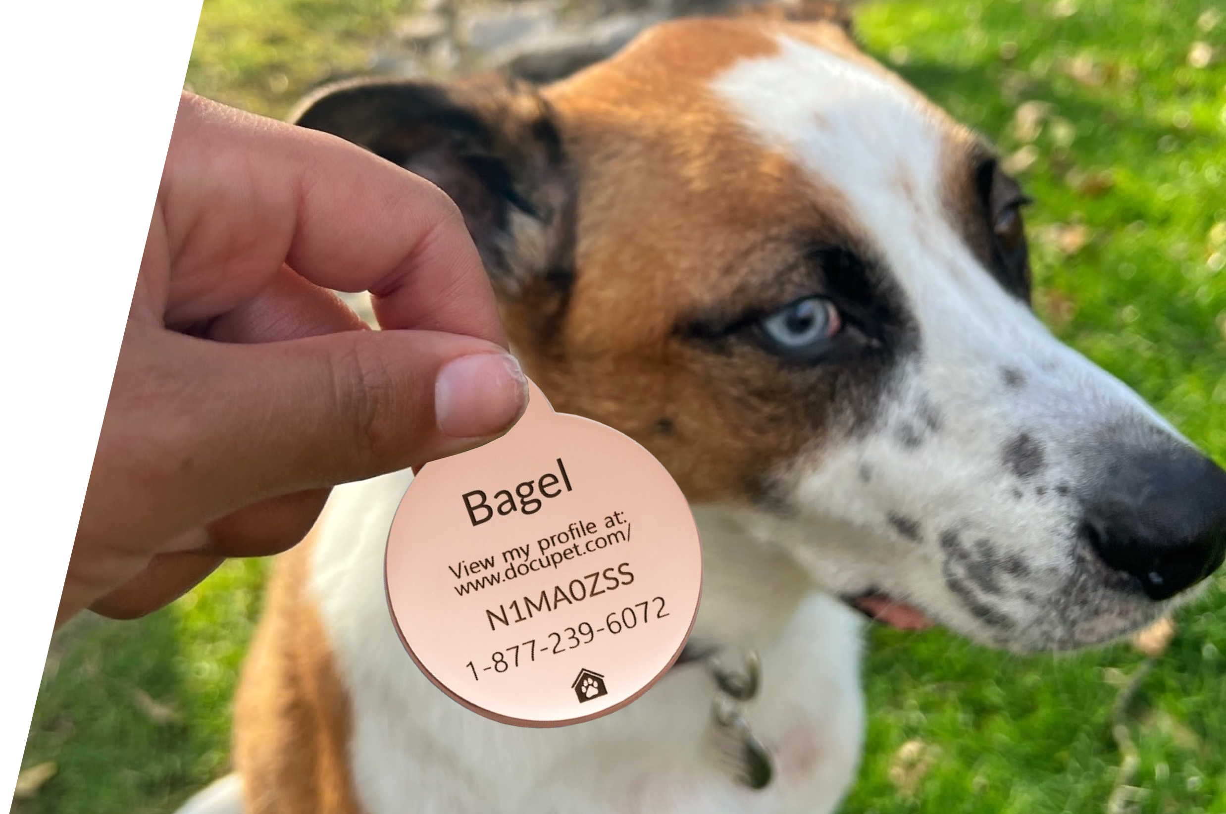 A hand holds a DocuPet ID tag in front of a dog to which it belongs. The ID tag contains the pet's name, a unique code, and a phone number in case the pet is lost.