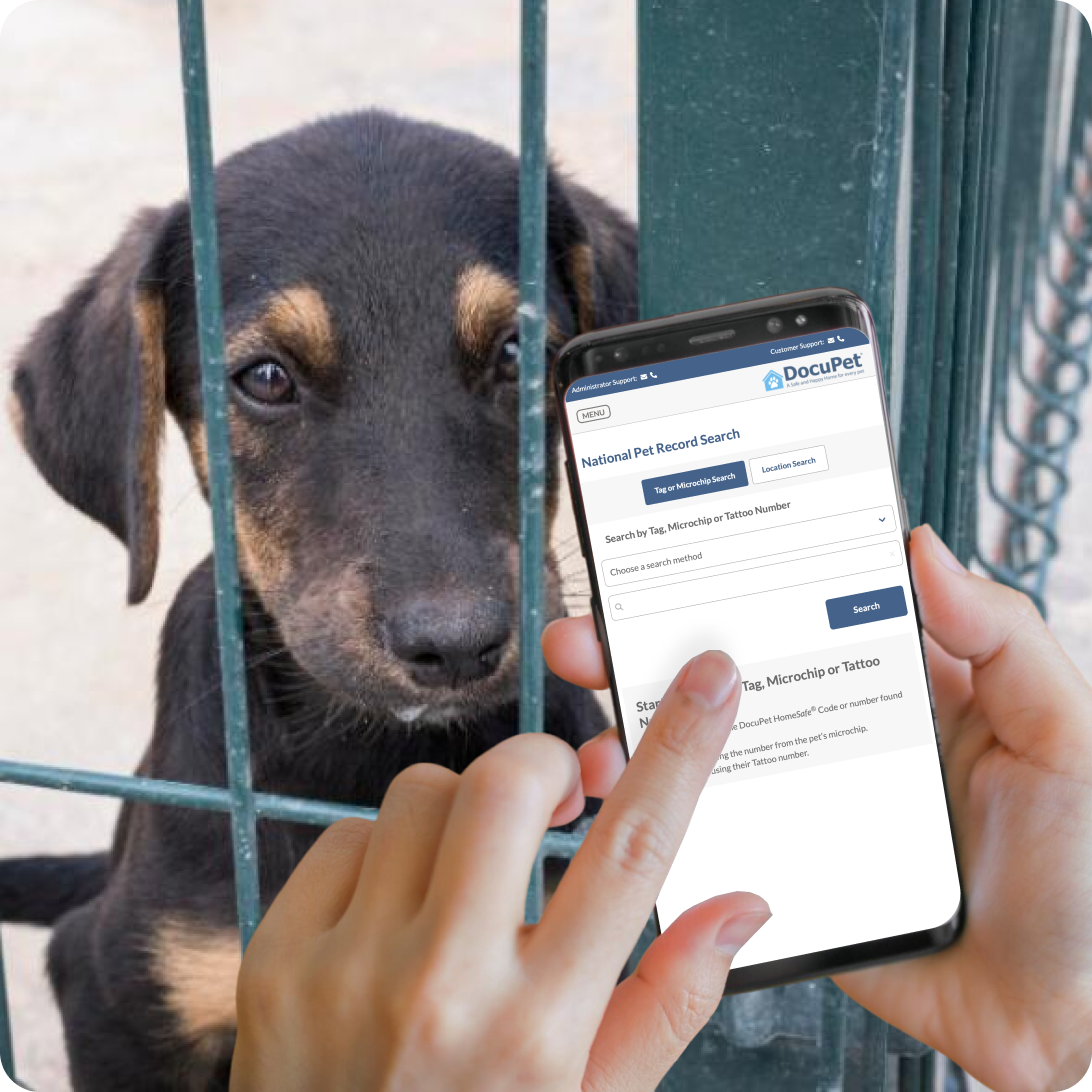 A lost dog waits in a shelter while a worker tries to search for the pet's identity.