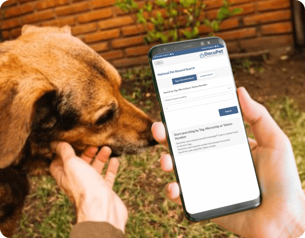 A person pets a lost dog while using a mobile phone to search for the pets information