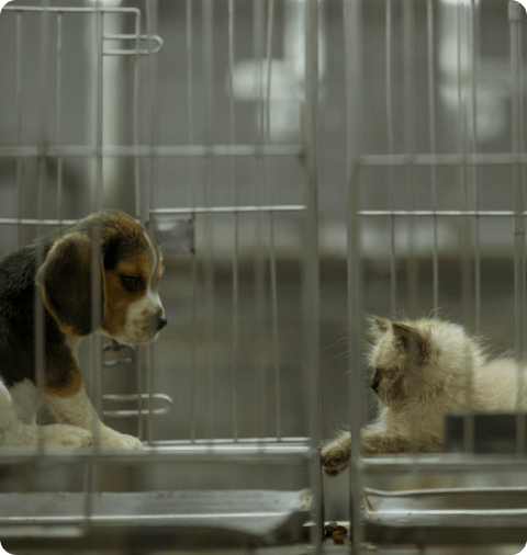 A dog and a cat sit quietly in separate cages.