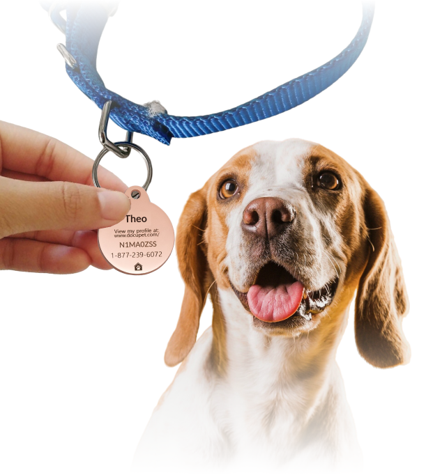 A hand holds a DocuPet ID tag in front of a dog to which it belongs. The ID tag contains the pet's name, a unique code, and a phone number in case the pet is lost.