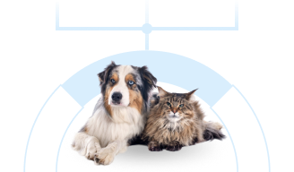 Lost pet statistics