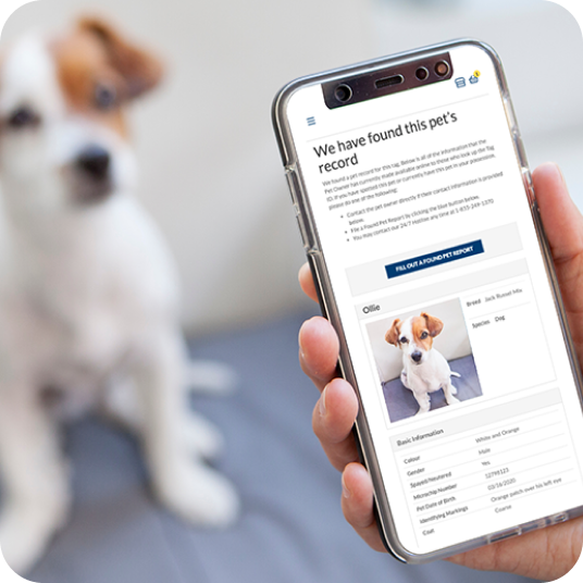 DocuPet Simple & modern platform