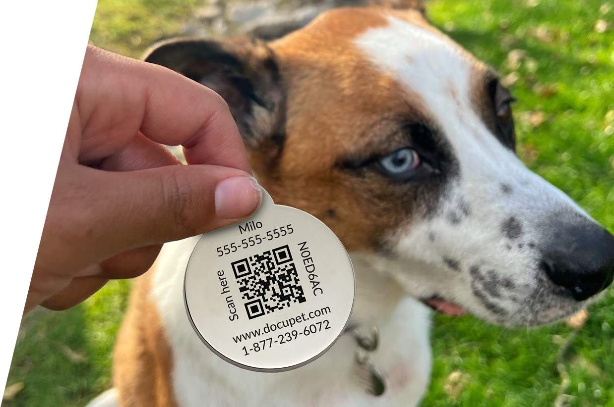A hand holds a DocuPet ID tag in front of a dog to which it belongs. The ID tag contains the pet's name, a unique code, and a phone number in case the pet is lost.