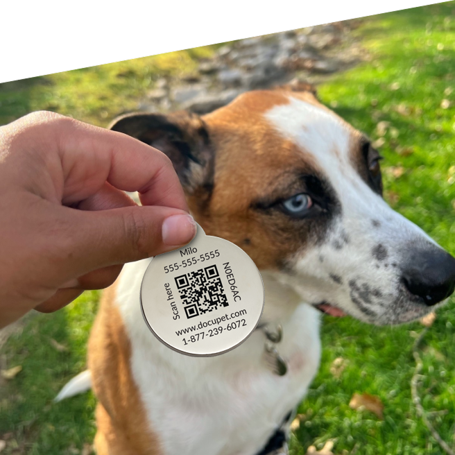 A hand holds a DocuPet ID tag in front of a dog to which it belongs. The ID tag contains the pet's name, a unique code, and a phone number in case the pet is lost.